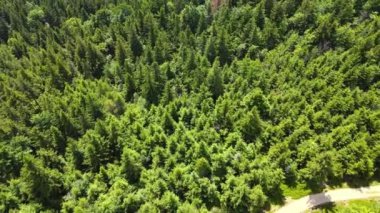 Yükselen kaya oluşumları, Almanya 'daki Sakson İsviçre Dağları' nda açık bir gökyüzünün altında yemyeşil bir ormanın ortasında duruyor..