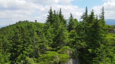 Yükselen kaya oluşumları, Almanya 'daki Sakson İsviçre Dağları' nda açık bir gökyüzünün altında yemyeşil bir ormanın ortasında duruyor..