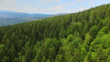 Dağlar, Almanya 'nın Bavyera ağaçlarının üzerinden uçuyor.