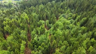 Dağlar, Almanya 'nın Bavyera ağaçlarının üzerinden uçuyor.