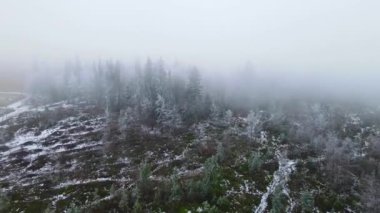 Donmuş sis ağaçları, dron uçuyor.