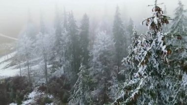 Donmuş sis ağaçları, dron uçuyor.