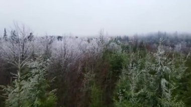 Donmuş sis ağaçları, dron uçuyor.
