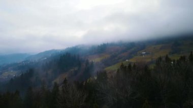 Sisli tepe kozalaklı orman dağı drone görüntüsü