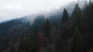 Sisli tepe kozalaklı orman dağı drone görüntüsü