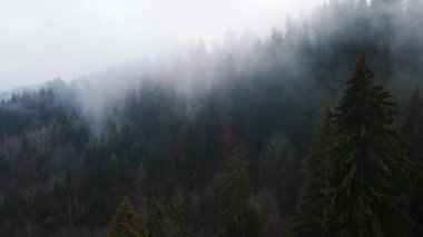 Sisli tepe kozalaklı orman dağı drone görüntüsü