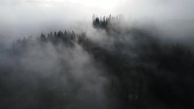 Sisli tepe kozalaklı orman dağı drone görüntüsü