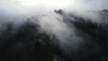 Sisli tepe kozalaklı orman dağı drone görüntüsü