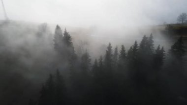 Sisli tepe kozalaklı orman dağı drone görüntüsü