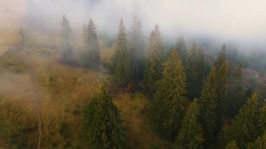 Sisli tepe kozalaklı orman dağı drone görüntüsü
