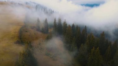 Sisli tepe kozalaklı orman dağı drone görüntüsü