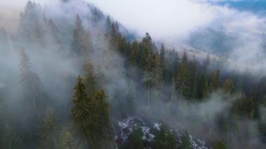 Sisli tepe kozalaklı orman dağı drone görüntüsü