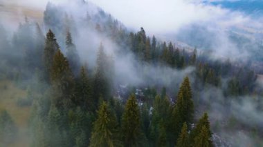Sisli tepe kozalaklı orman dağı drone görüntüsü