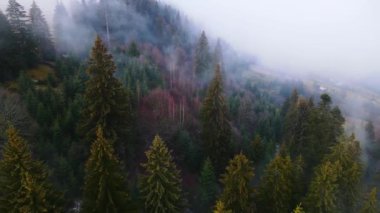 Sisli tepe kozalaklı orman dağı drone görüntüsü