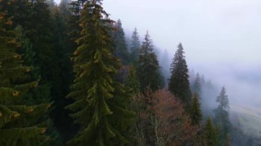 Sisli tepe kozalaklı orman dağı drone görüntüsü