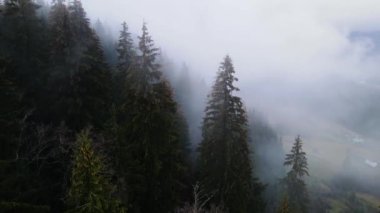 Sisli tepe kozalaklı orman dağı drone görüntüsü