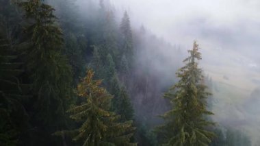 Sisli tepe kozalaklı orman dağı drone görüntüsü