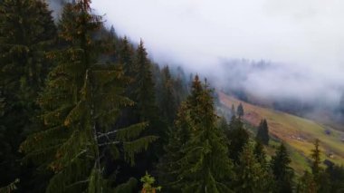 Sisli tepe kozalaklı orman dağı drone görüntüsü