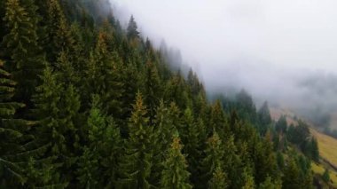 Sisli tepe kozalaklı orman dağı drone görüntüsü