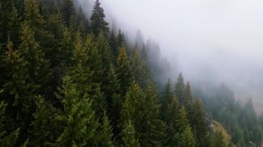 Sisli tepe kozalaklı orman dağı drone görüntüsü