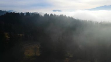 Sis dağları orman drone görüntüsü uçuyor