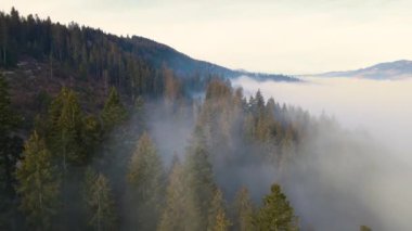 Sis dağları orman drone görüntüsü uçuyor