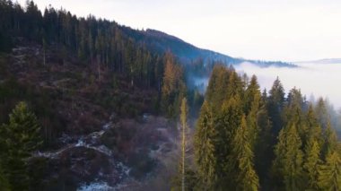 Sis dağları orman drone görüntüsü uçuyor