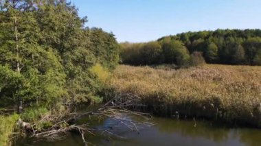 Sazan Balığı Tarım Gölü Nowe Grodzisk Peyzaj Parkı Polonya
