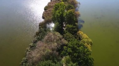 Sazan Balığı Tarım Gölü Nowe Grodzisk Peyzaj Parkı Polonya