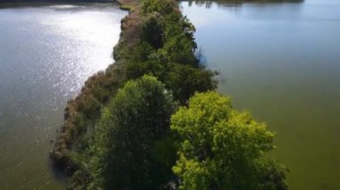 Sazan Balığı Tarım Gölü Nowe Grodzisk Peyzaj Parkı Polonya