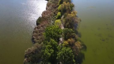 Sazan Balığı Tarım Gölü Nowe Grodzisk Peyzaj Parkı Polonya