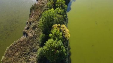 Sazan Balığı Tarım Gölü Nowe Grodzisk Peyzaj Parkı Polonya