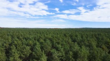 Kozalaklı kozalaklı orman çam uçakları Polonya İHA 'sı