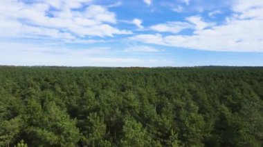 Kozalaklı kozalaklı orman çam uçakları Polonya İHA 'sı