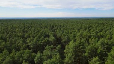 Kozalaklı kozalaklı orman çam uçakları Polonya İHA 'sı