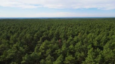 Kozalaklı kozalaklı orman çam uçakları Polonya İHA 'sı