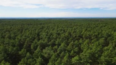 Kozalaklı kozalaklı orman çam uçakları Polonya İHA 'sı