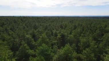 Kozalaklı kozalaklı orman çam uçakları Polonya İHA 'sı