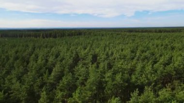 Kozalaklı kozalaklı orman çam uçakları Polonya İHA 'sı