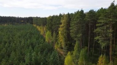 Kozalaklı kozalaklı orman çam uçakları Polonya İHA 'sı