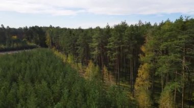 Kozalaklı kozalaklı orman çam uçakları Polonya İHA 'sı