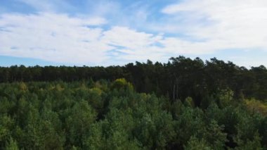Kozalaklı kozalaklı orman çam uçakları Polonya İHA 'sı