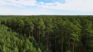 Kozalaklı kozalaklı orman çam uçakları Polonya İHA 'sı