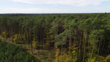 Kozalaklı kozalaklı orman çam uçakları Polonya İHA 'sı
