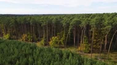 Kozalaklı kozalaklı orman çam uçakları Polonya İHA 'sı