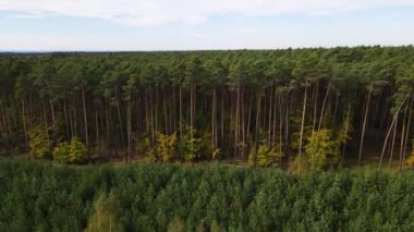 Kozalaklı kozalaklı orman çam uçakları Polonya İHA 'sı
