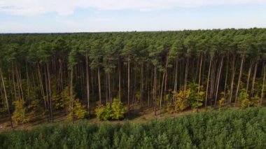 Kozalaklı kozalaklı orman çam uçakları Polonya İHA 'sı