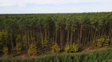 Kozalaklı kozalaklı orman çam uçakları Polonya İHA 'sı