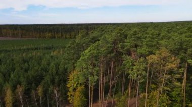 Kozalaklı kozalaklı orman çam uçakları Polonya İHA 'sı