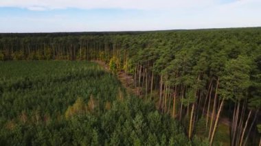 Kozalaklı kozalaklı orman çam uçakları Polonya İHA 'sı